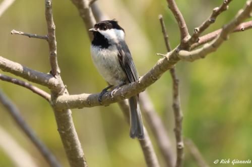 Carolina Chickadee