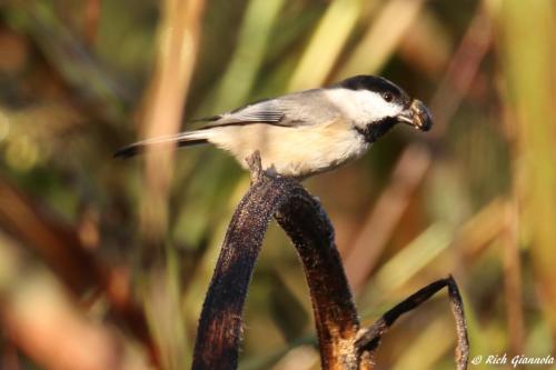 Carolina Chickadee