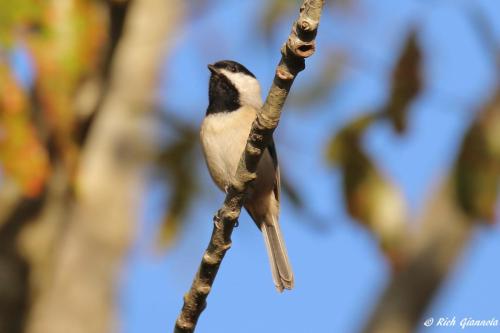 Carolina Chickadee