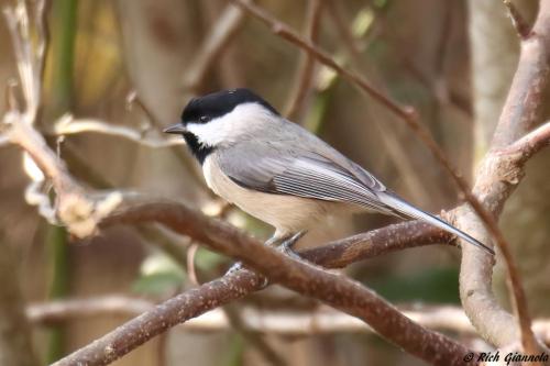 Carolina Chickadee