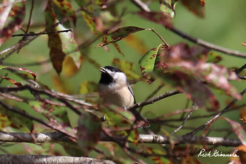 Carolina Chickadee posing