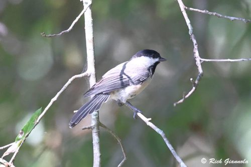 Carolina Chickadee