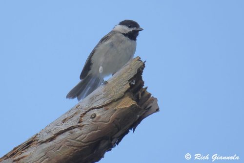 Carolina Chickadee