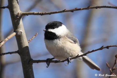 Carolina Chickadee