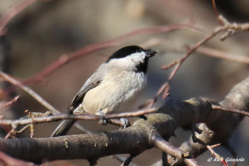 Carolina Chickadee with a seed