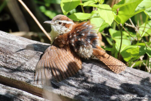 Carolina Wren spreading its wings