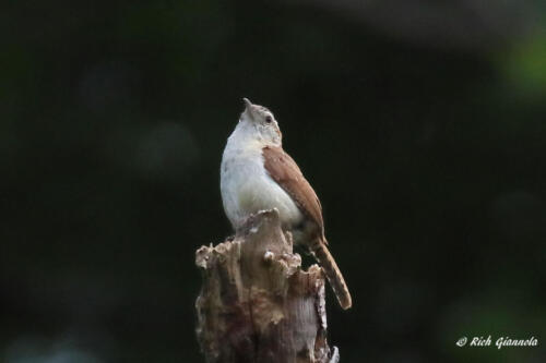 Carolina Wren showing off