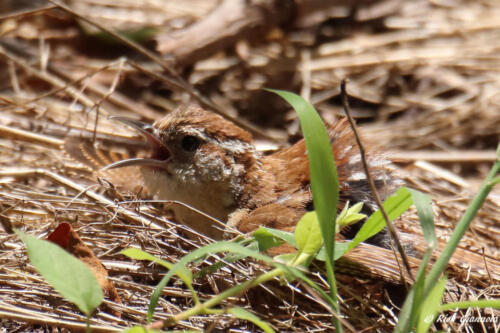 An almost-disguised Carolina Wren