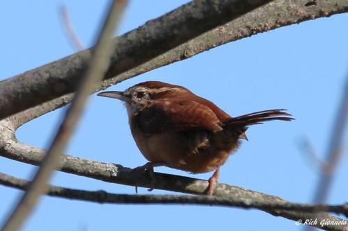 Carolina Wren