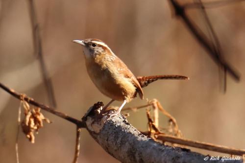 Carolina Wren