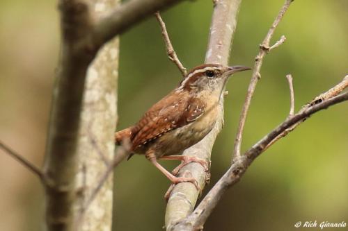 Carolina Wren