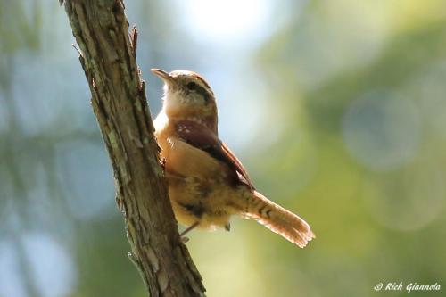 Carolina Wren