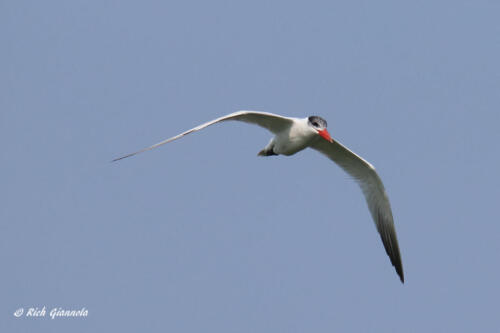 A Caspian Tern flying by