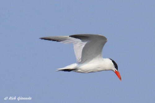 Caspian Tern in fishing mode