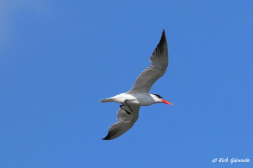 Caspian Tern flying by