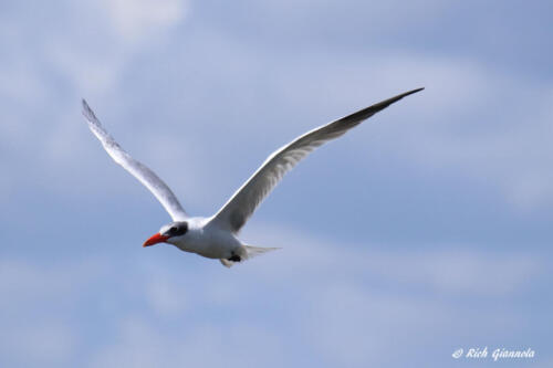 A Caspian Tern flying by