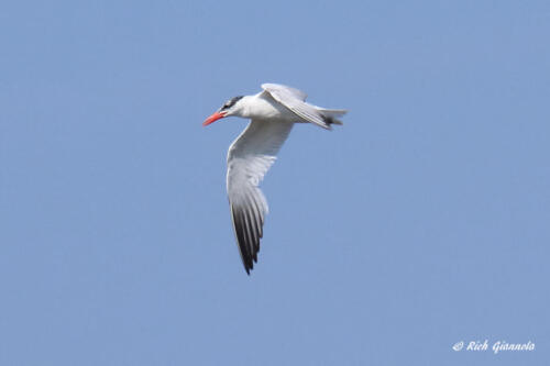 Caspian Tern on the wing