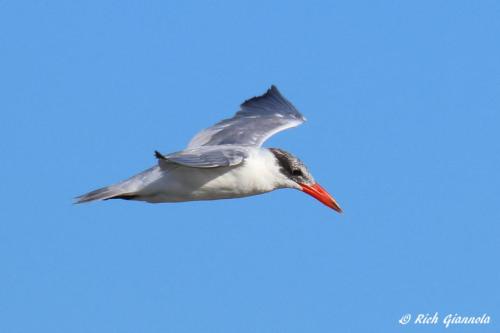 Caspian Tern