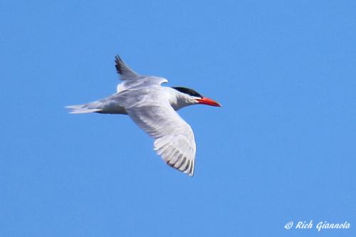 Caspian Tern