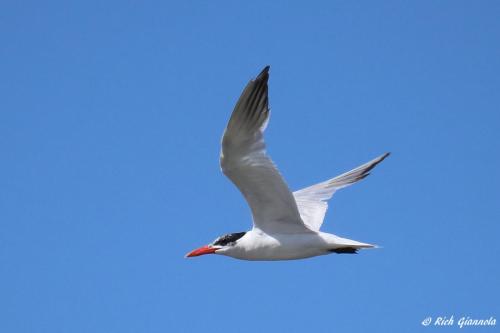 Caspian Tern