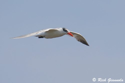 Caspian Tern