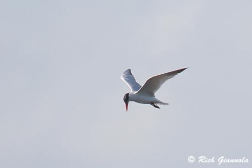 Caspian Tern