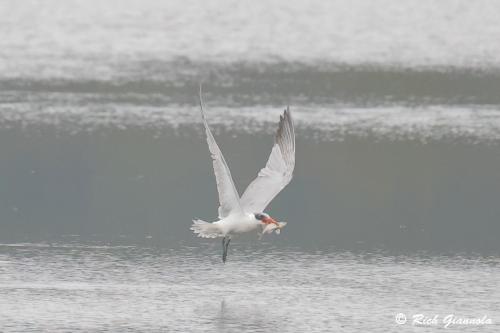 Caspian Tern