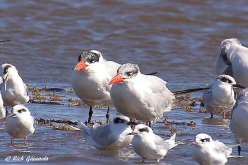 Caspian Terns