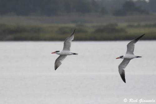 Caspian Terns