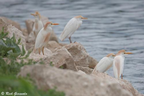 Cattle Egrets