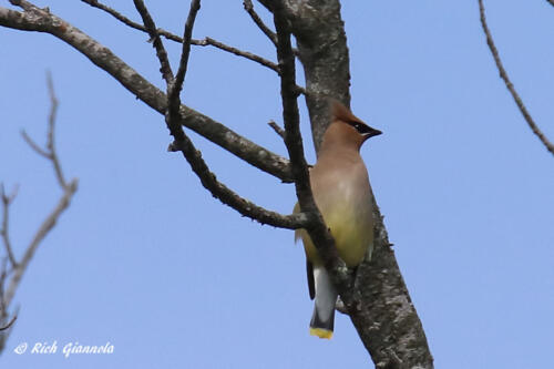 Cedar Waxwing posing for me