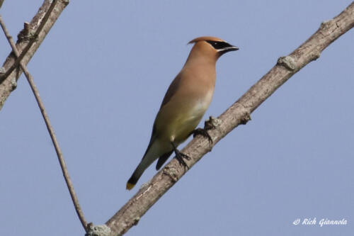 A Cedar Waxwing perched high