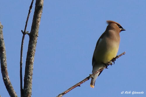 Cedar Waxwing in the morning sun