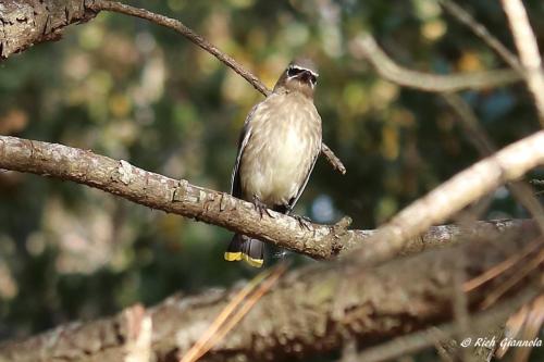 Cedar Waxwing