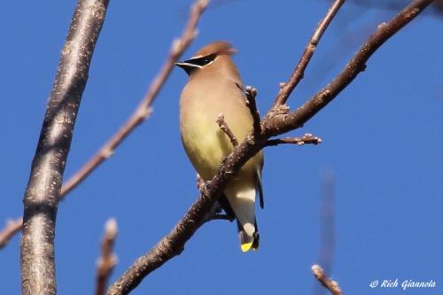 Cedar Waxwing