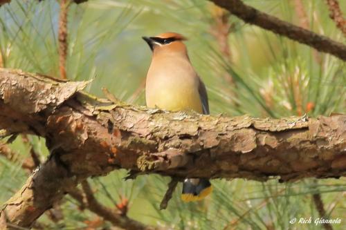 Cedar Waxwing