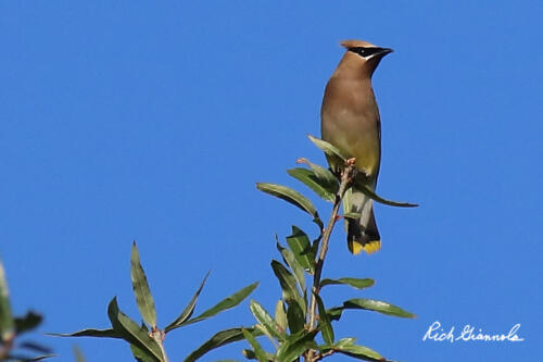 Cedar Waxwing perched high