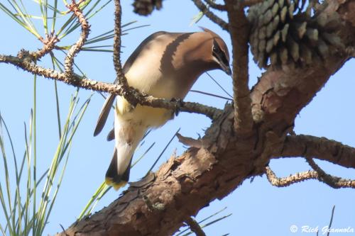 Cedar Waxwing