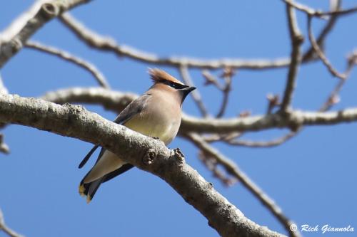 Cedar Waxwing