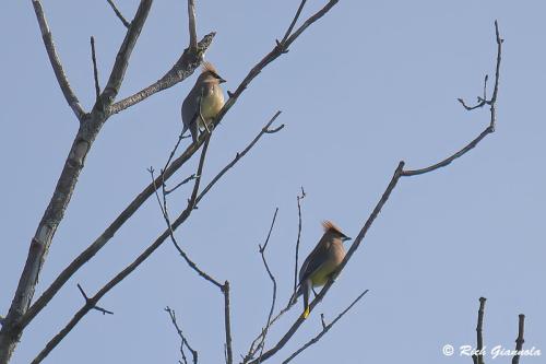 Cedar Waxwings