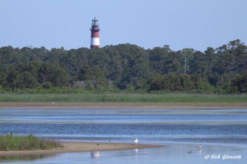 Chincoteague Island Lighthouse