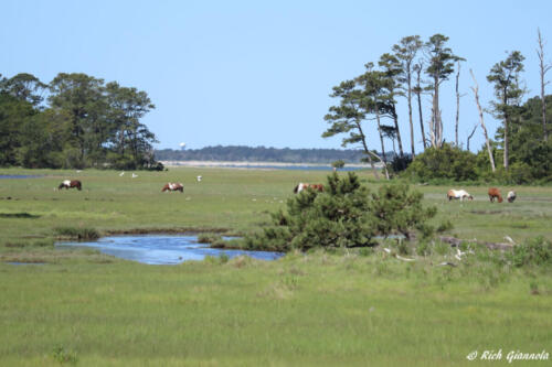 Chincoteague Ponies