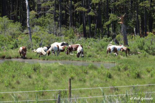 Chincoteague Ponies