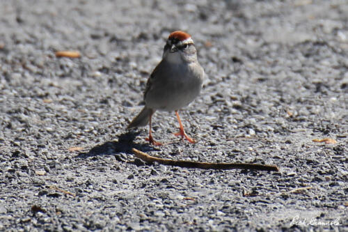 Chipping Sparrow on the gravel path