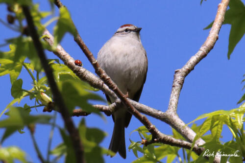 Chipping Sparrow looking puffy