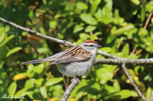 Chipping Sparrow 