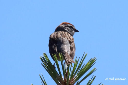 This Chipping Sparrow was sitting atop a pine tree