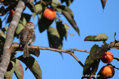 Chipping Sparrow in a persimmon tree