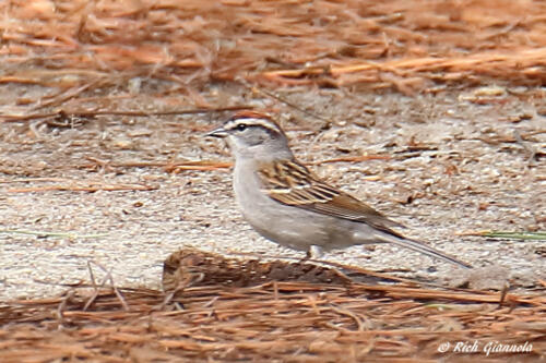 Chipping Sparrow