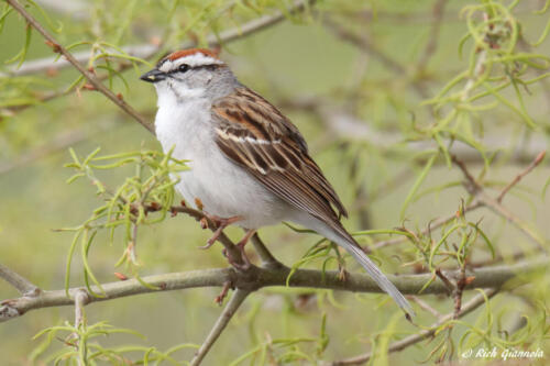 Chipping Sparrow